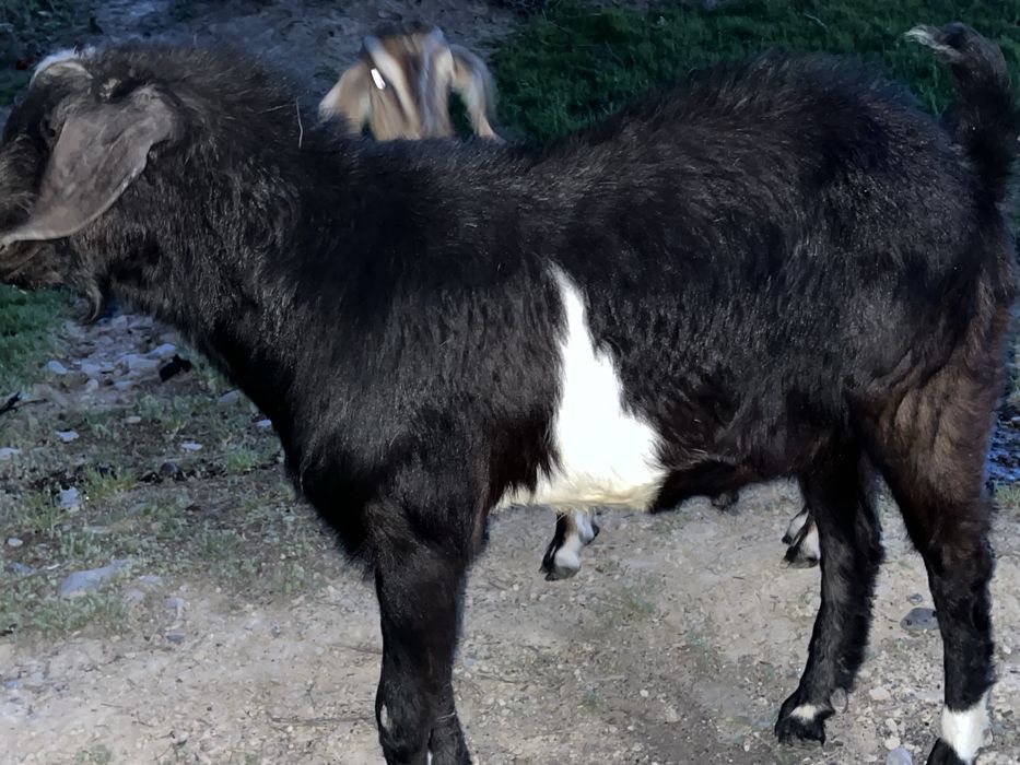 Нубийские козы …