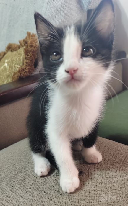 Котенок, мальчик