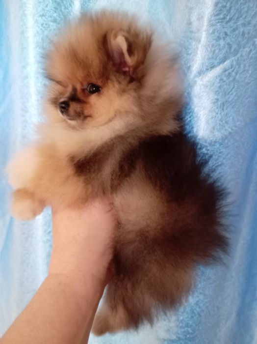 Продам щенков шпица