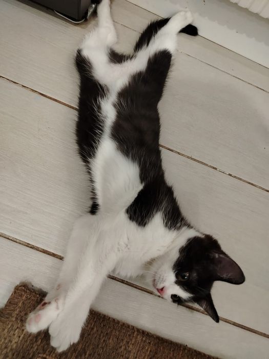 Продам котенка, девочка, чернышка