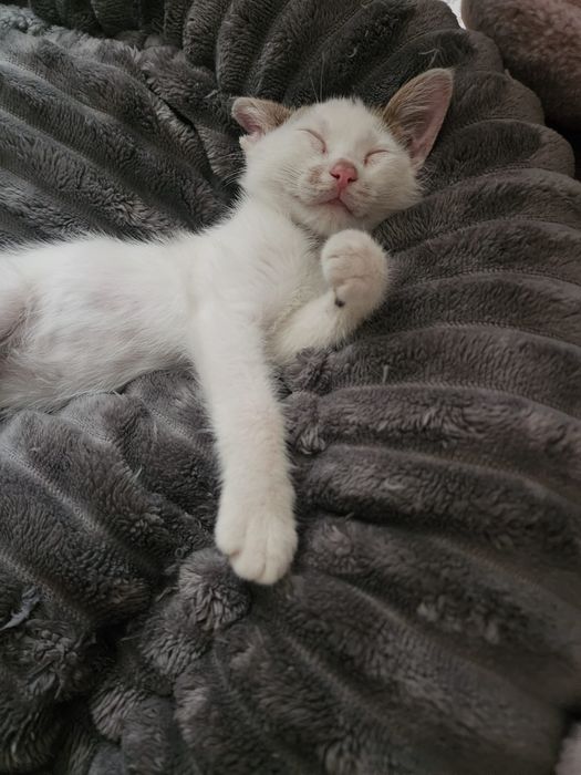 Adoptie Motanel 8 saptamani