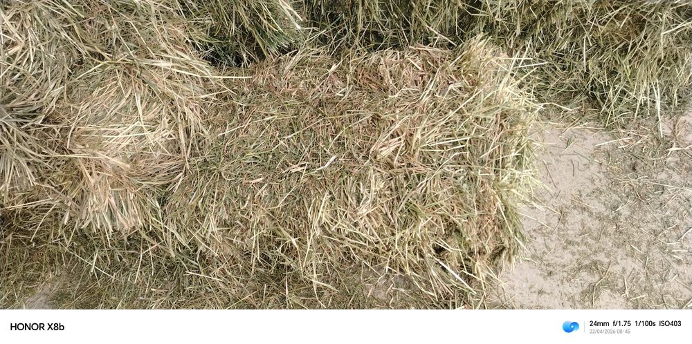Beda sotiladi shu yilki toza õt