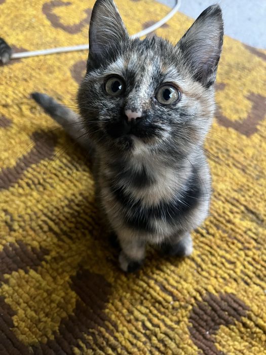 Отдам двух классных кошек мышеловок