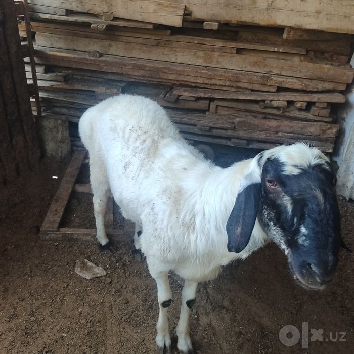 Qochqor qõz qoy qurbonlik