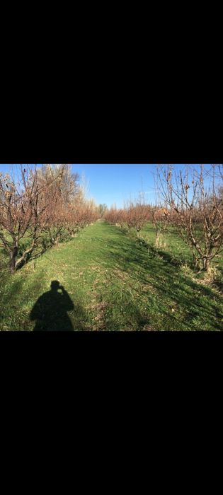 Продаётся дом, яблоневый сад, фазенда!!
