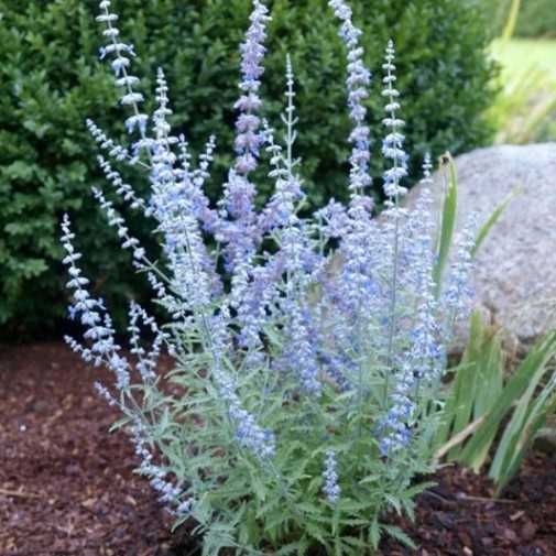 Levantica lavandula Salvia siberiana