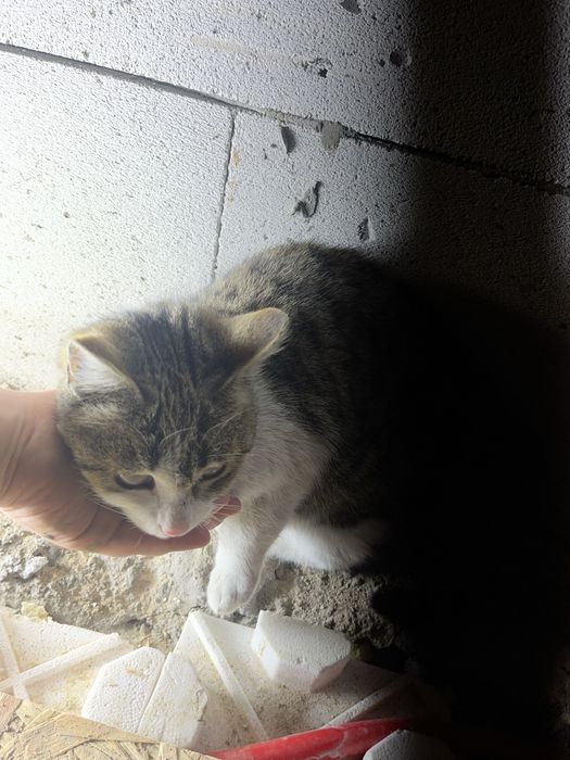 Отдадим котенка в хорошие руки