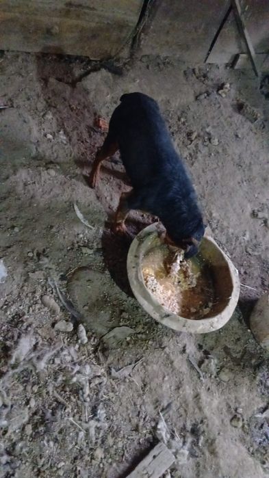 Собака для охотников