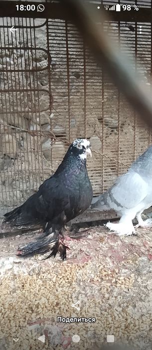 Продам голубей двоих