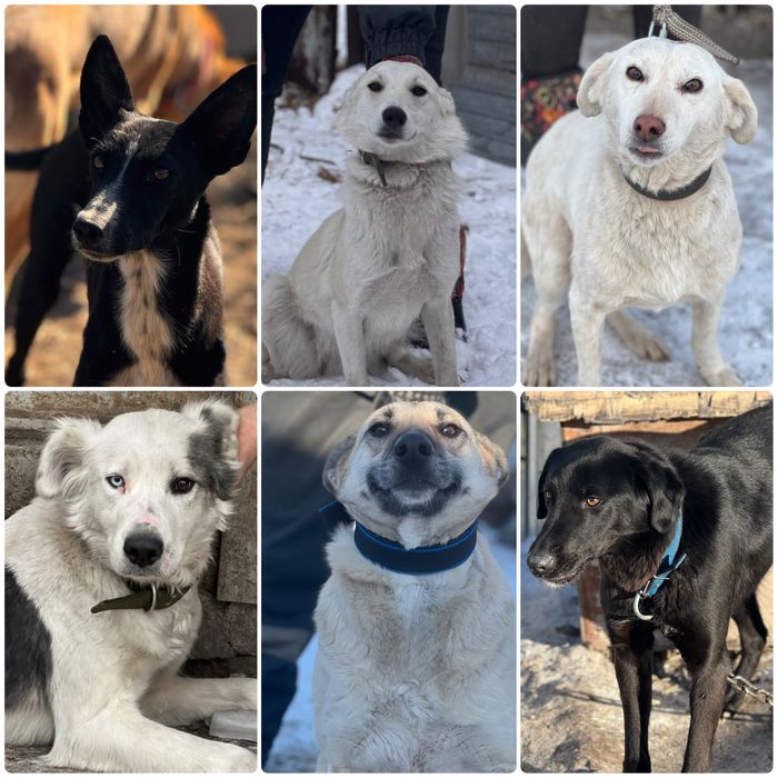 Собаки в хорошие руки