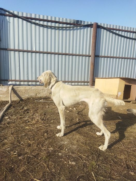 Тазы 3 года отдам