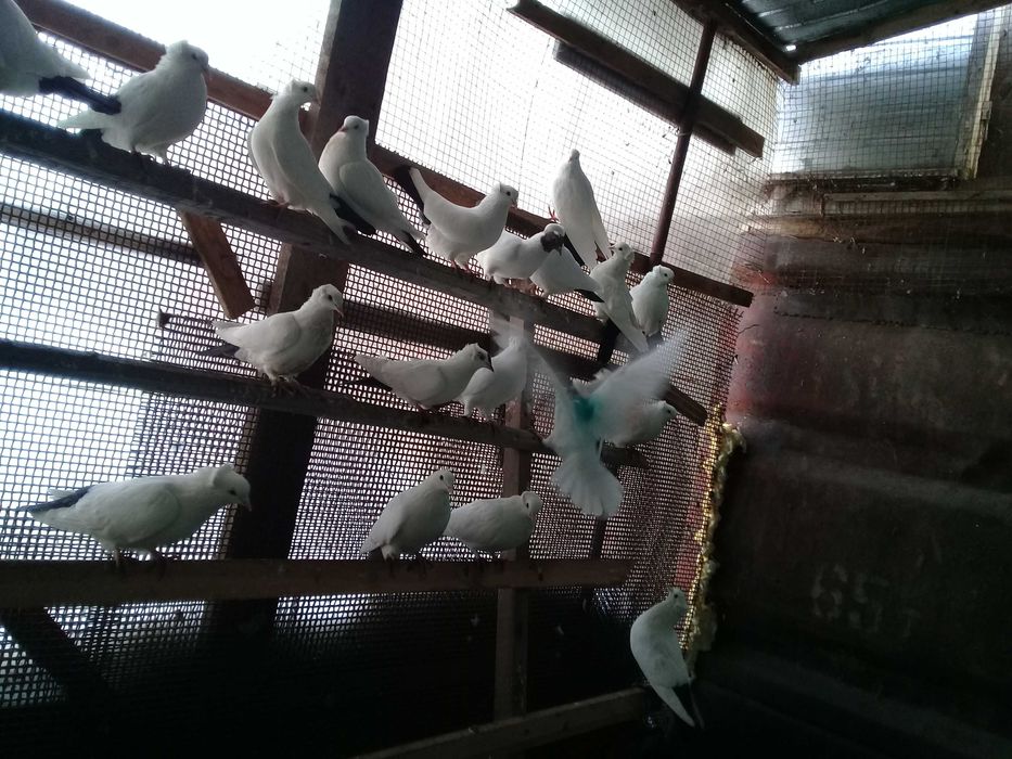 Продам голубей бакинцы бойные летные