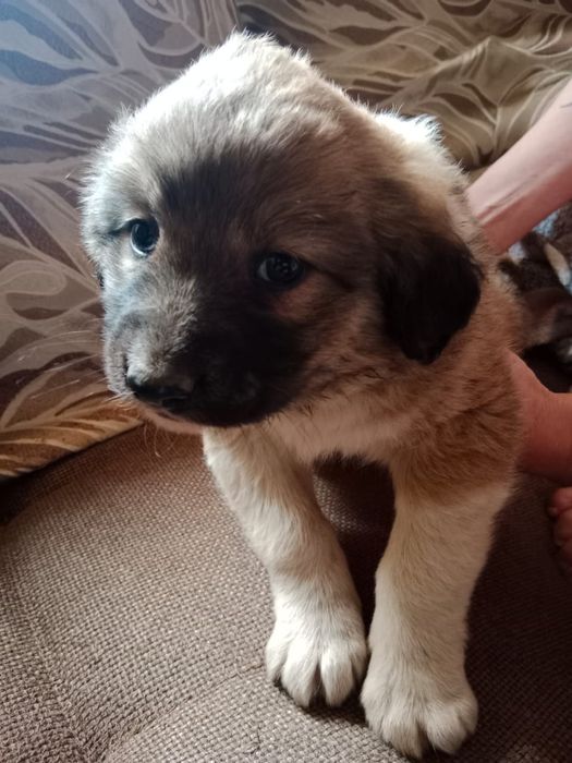 Щенки САО помесь