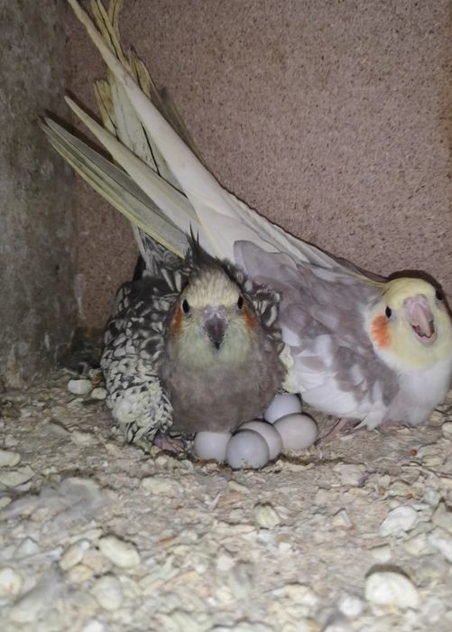 Nimfe pui și adulte