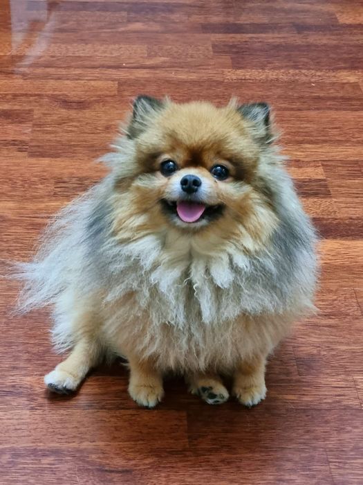 Вязка ,кобель  шпиц