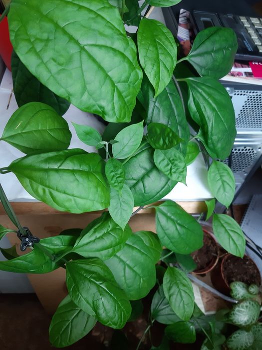 Клеродендрон и Еписция