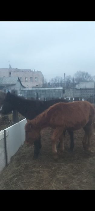 Ұрғашы Жабағы сатылады.