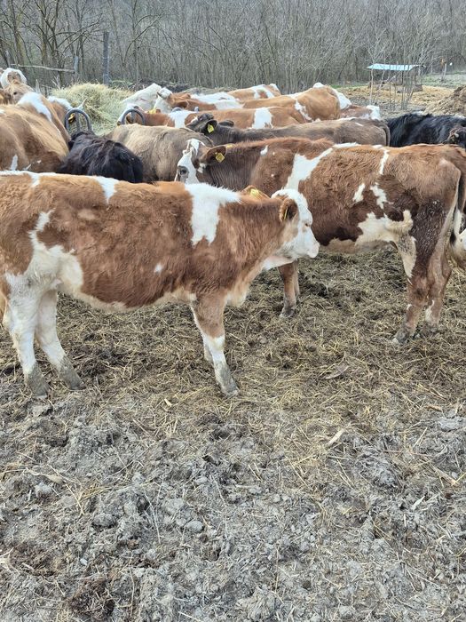 Vând viței baltati