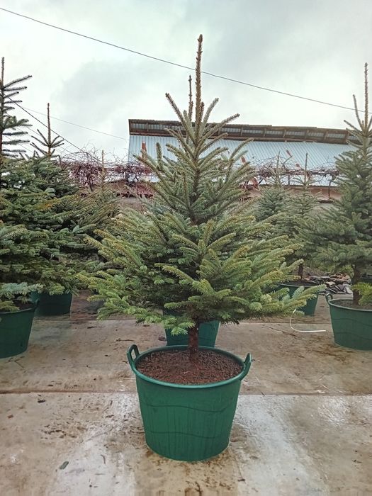 Brazi argintiu la ghiveci