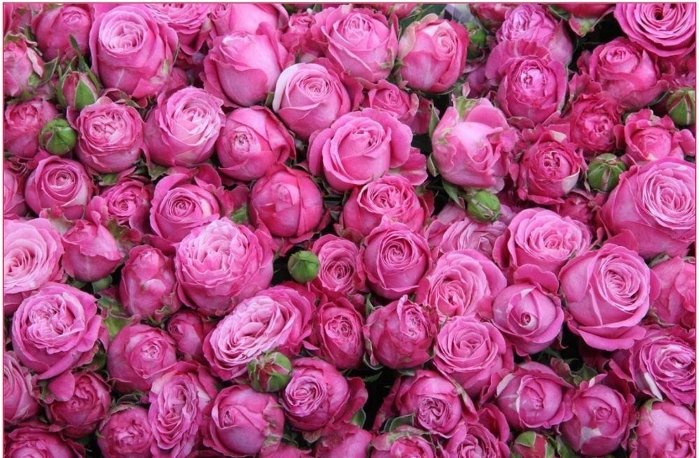 Atirgul ko'chatllariga zakaz olamiz gul biznesiga qiziqadiganlla uchun