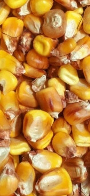 Grăunte de porumb
