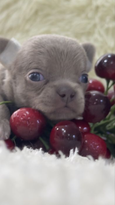 Очаровательные щенки чихуахуа