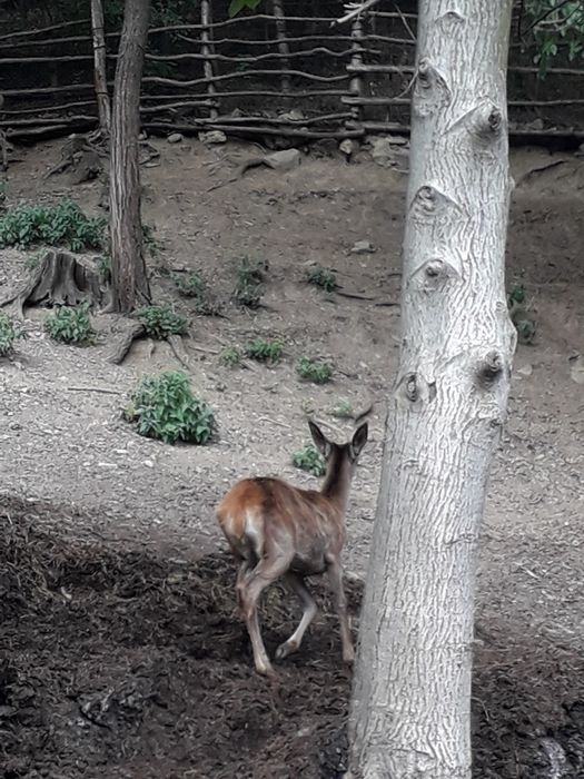 De vinzare lopătari și carpatini