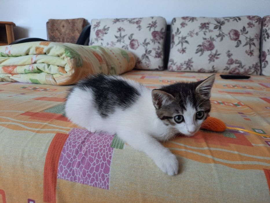 Pisica pentru adoptie