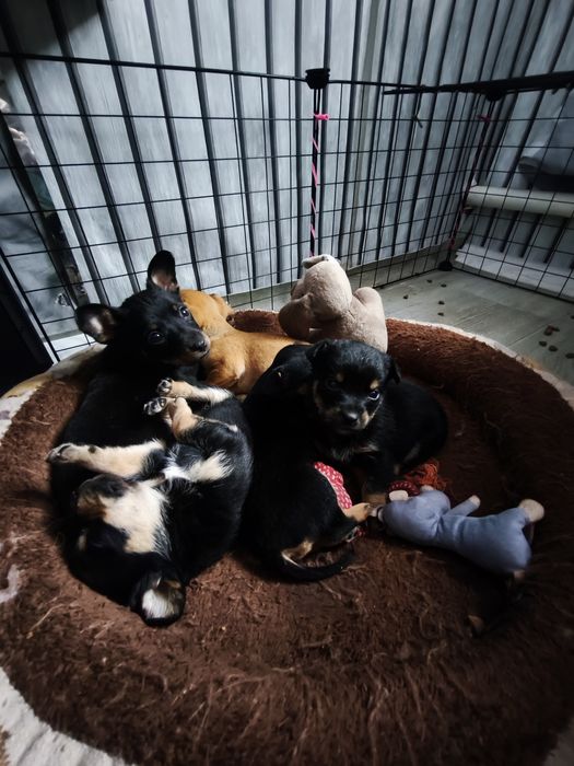 Мини Тойчики девочки