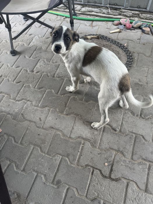 Отдам щенка в добрые руки