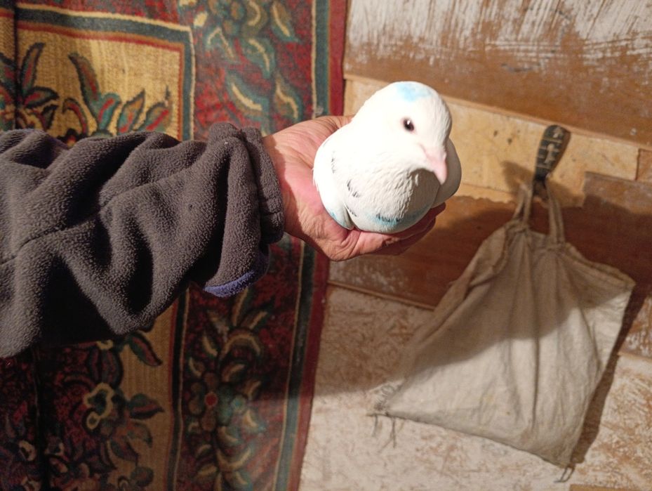 Голуби бакинцы  год