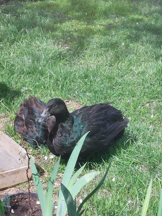 2rate cayuga si un ratoi
