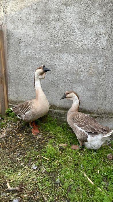 Pereche gaște africane (leșești)