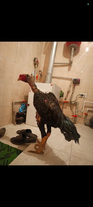 17000 болса берып жберем