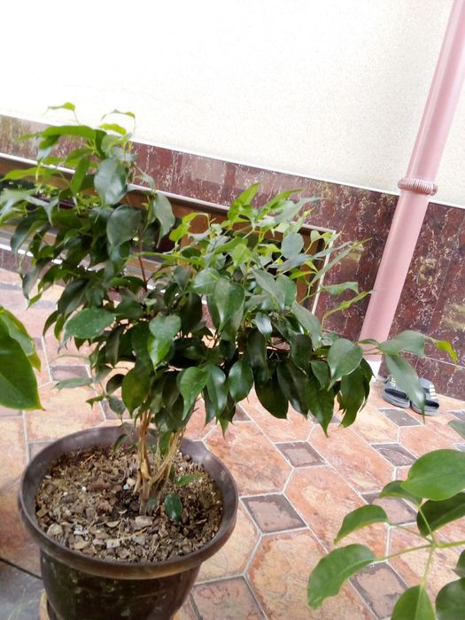 Gullar sotiladi xonaki