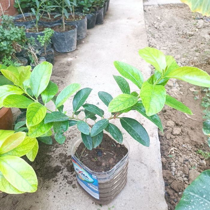 Калина блестящая