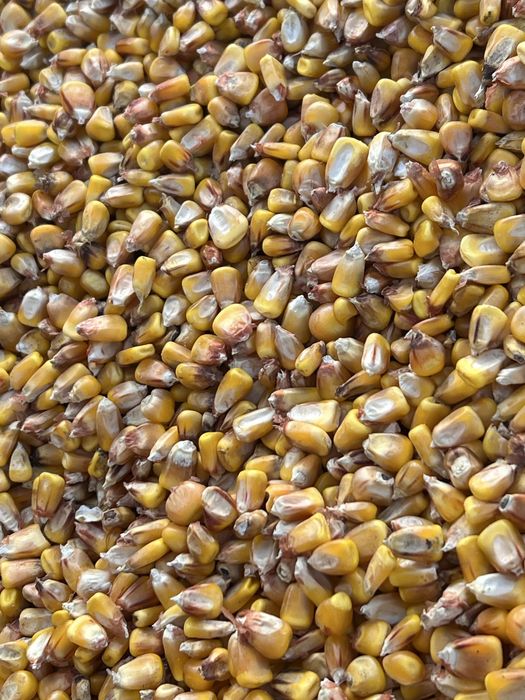 Porumb boabe calitate