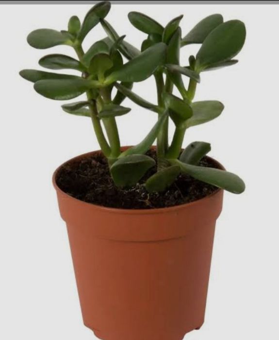 Толстянка или денежное дерево