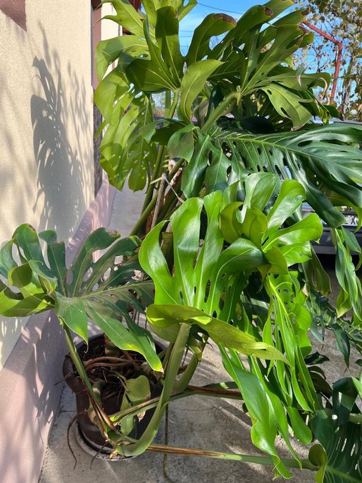 Vand floare Monstera Deliciosa