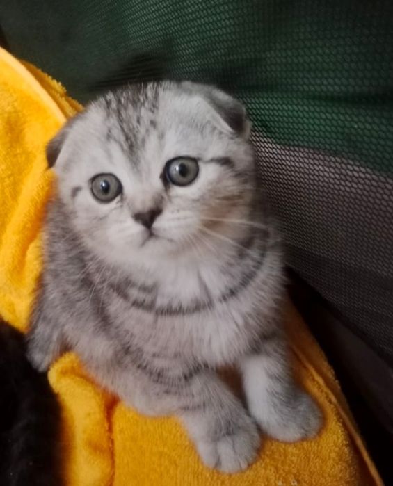 ШоТлаНдские КотЯта..