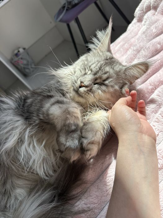 Мейн-кун кот чистокровный