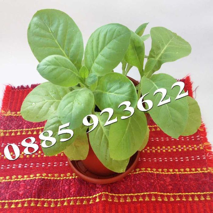 Саксия с Люти Чушки, Физалис или Тютюн -  Еко и Биологично Отглеждани