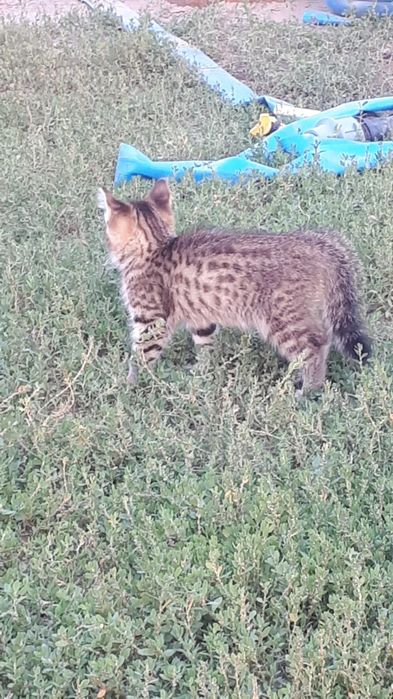 Камышовые котята.