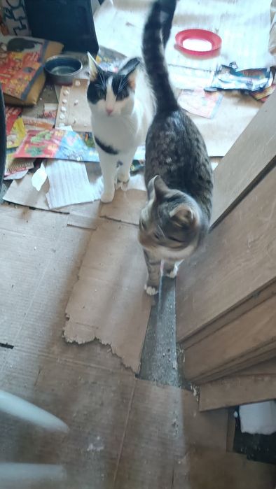 Dau in adopție pui de pisică