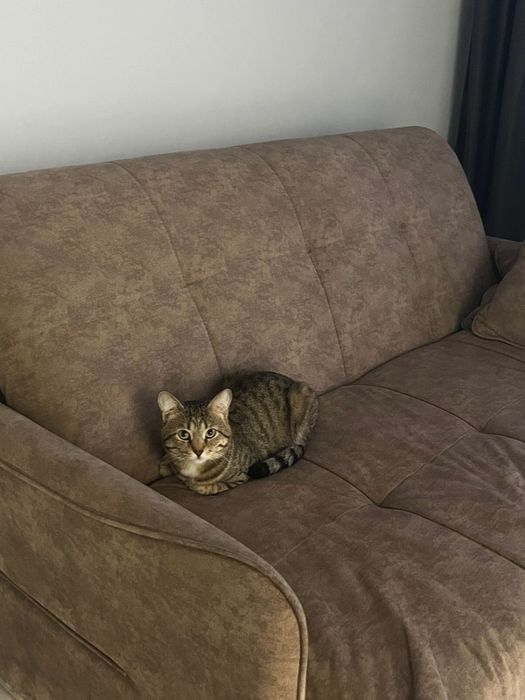 Кот в хорошие руки