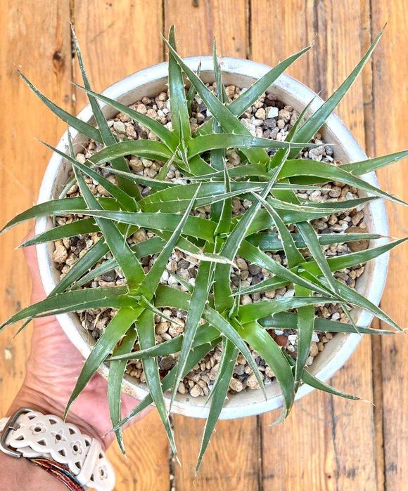 Выносливый суккулент диккия бревифолия (Dyckia Brevifolia), недорого