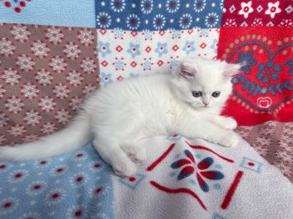 Pisicuță adorabilă Scottish Straight Longhair, cu Pedigree