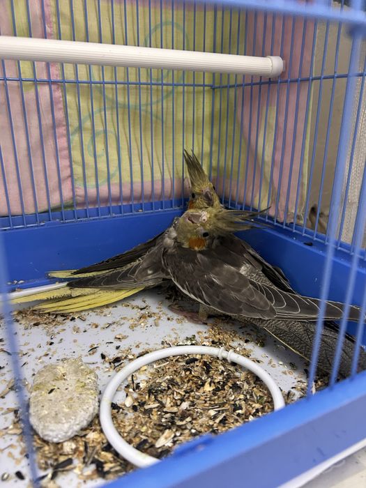 Nimfe jucaușe,pereche