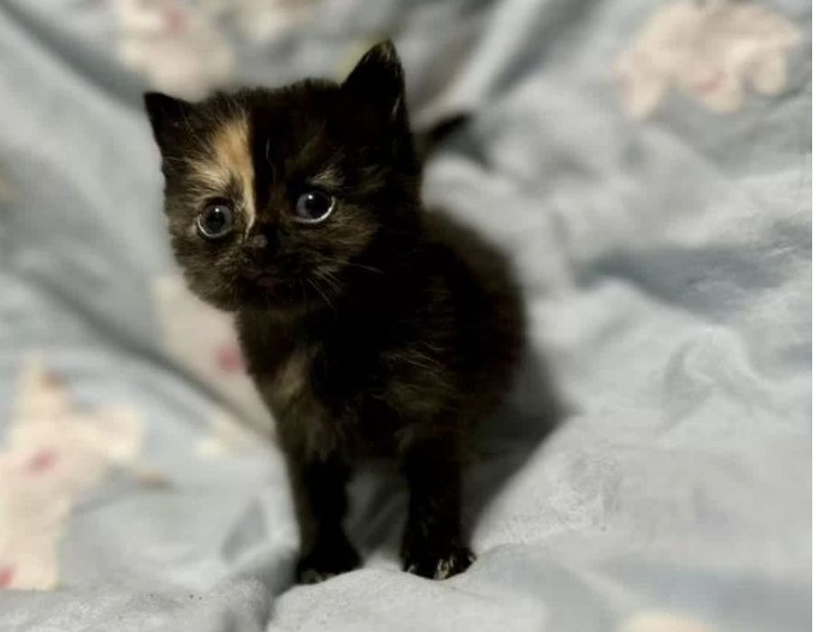 Шотландские девочки, 1.5 мес