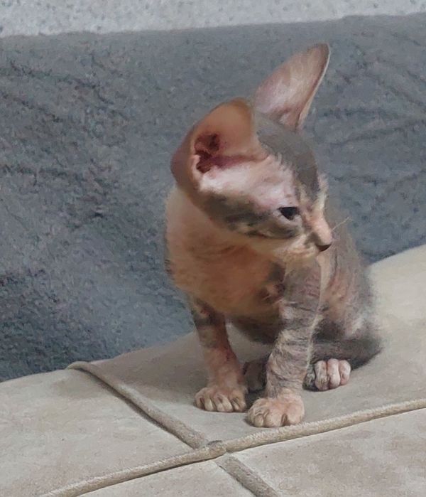 Котята сфинкс донской